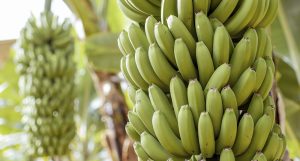 Banana export around the world