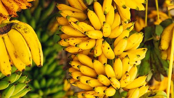 South American Banana Suppliers