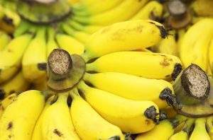Peruvian banana suppliers: the best in the South American region